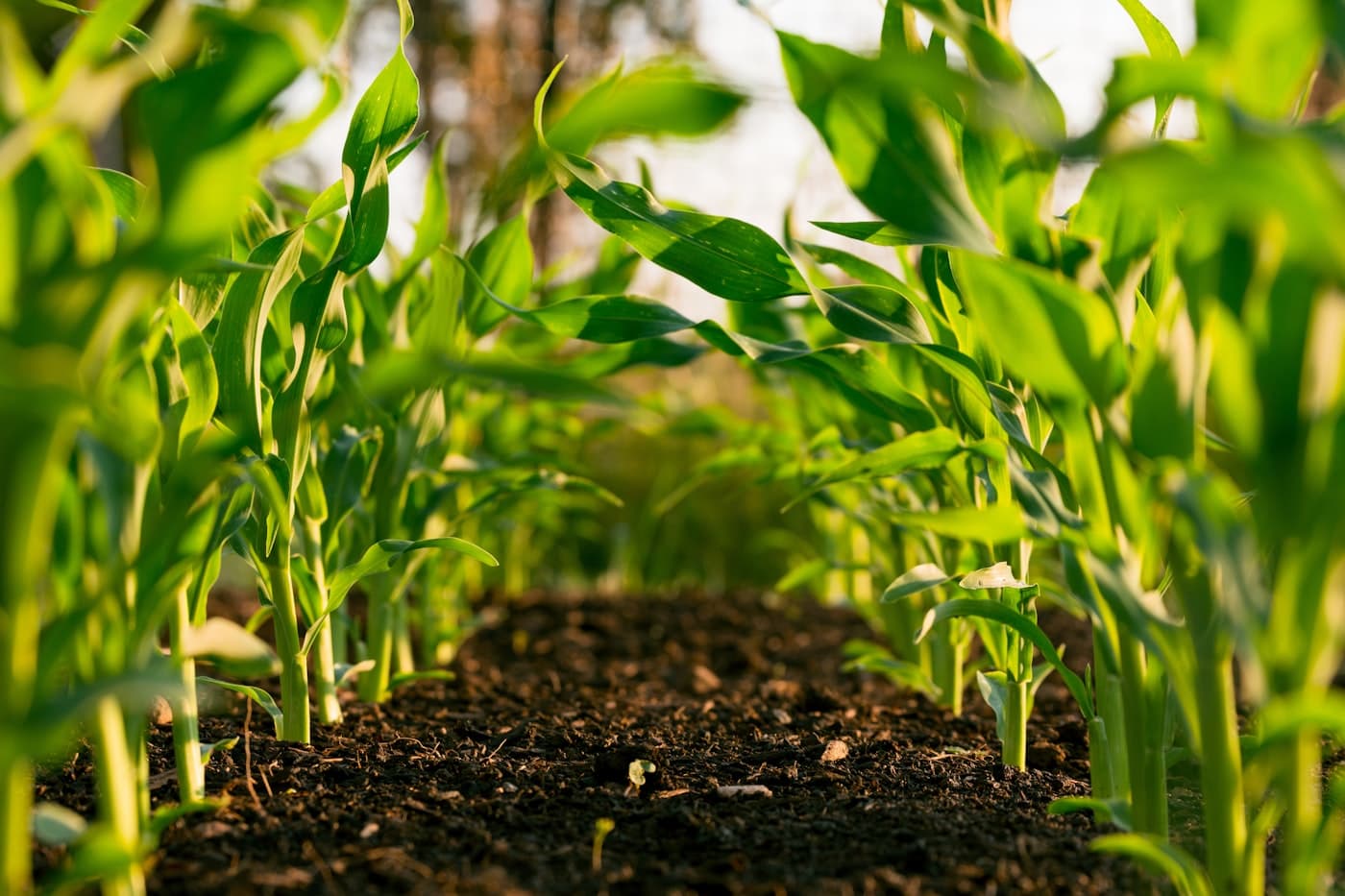 Agricultural work in open fields under natural light